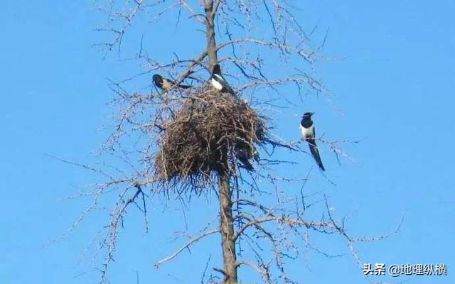 为啥喜鹊窝不怕雨雪，过去鸟筑巢都是在树上，为什么现在都在高压线铁塔上筑巢