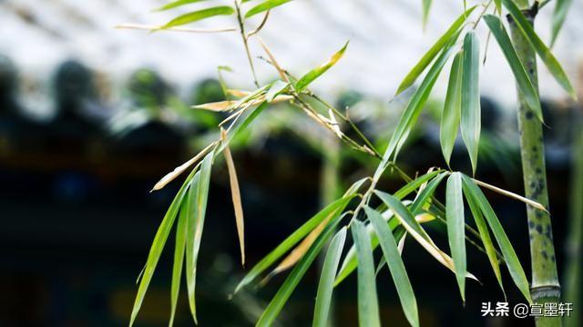 斑竹初成三妃庙两只猫的二重奏:关于描写竹子的诗句与成语有哪些？