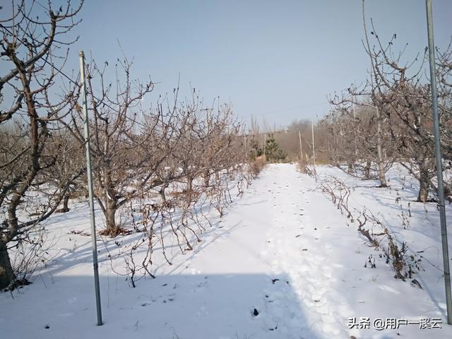 水果大战害虫加强版:梨园不用农药，能否控制害虫危害？