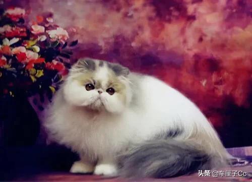 关于波斯猫的图片:养波斯猫之前，需要了解哪些事？