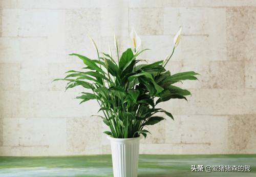 一帆风顺怎么养:一帆风顺水培怎么能养植好？