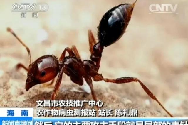 法老蚁咬人:来自美洲的外侵物种红火蚁有多危险？