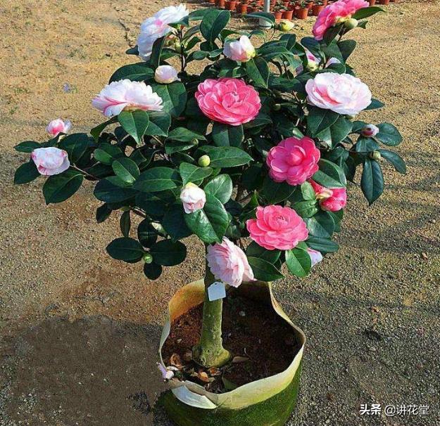 冬天开什么花,院子里种哪些花冬天可以开花呢？