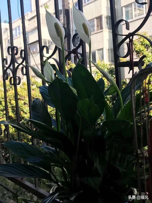 祖母绿的寓意,木佐祖母绿跟普通的祖母绿有什么区别？