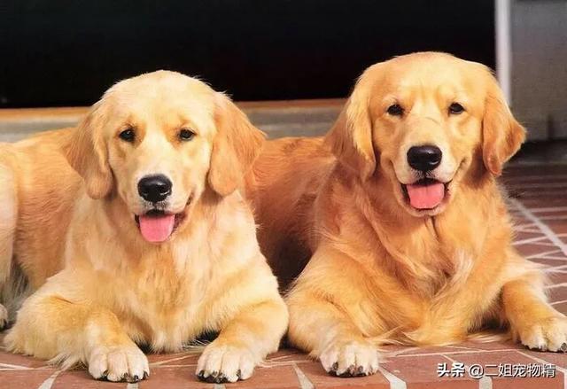 金毛犬与拉不拉多犬:大金毛和拉布拉多哪个刚更有活力？