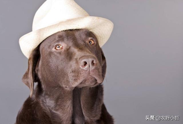 斗牛犬和八哥犬图片:哪些狗狗的体味比巴哥臭？