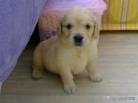 法牛幼犬什么时候可以洗澡:三个月大的狗狗可以洗澡吗？