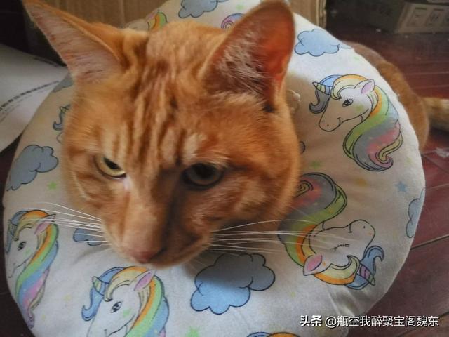 猫咪恨主人的十种表现贴吧:如何避免给猫做绝育后，猫会恨主人的问题？