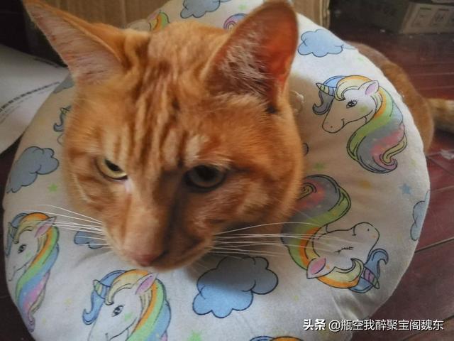 公猫绝育手术后反应:雄性猫绝育之后，会恨主人吗？