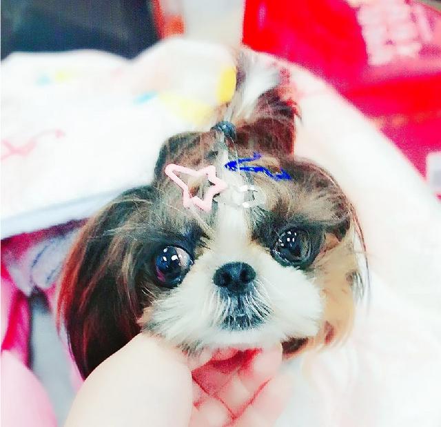 小体西施犬图片:西施犬着凉后有点拉稀，该怎么办呢？