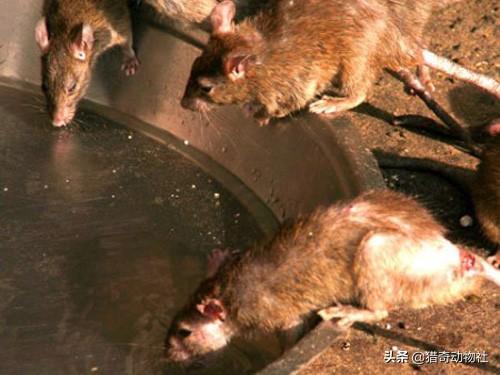 鼠妇怎么彻底消灭，能否研发出给老鼠吃的避孕药来达到彻底消灭老鼠的目的为什么
