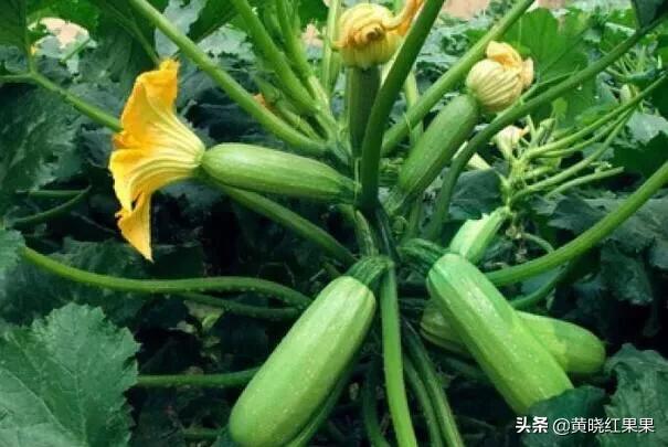 蓝尾金蜥生活环境:辣椒种植，植株对于生长环境有哪些要求？