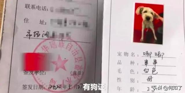 湖南宠物网:“遛狗不牵绳，一律捕杀”，湖南永州城管的做法你怎么看？