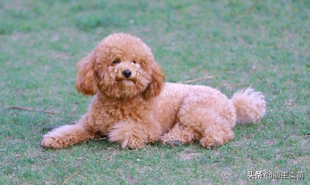 贵妇人犬和泰迪区别:泰迪犬和比熊犬，你是怎么区分的？ 贵宾犬和泰迪的区别