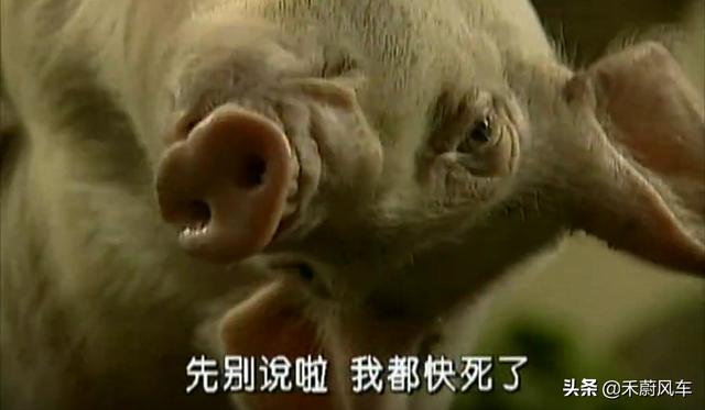 好春光不如梦一场:电视剧《春光灿烂猪八戒》的看点在哪里