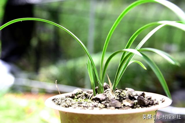 软腐病:小黄姜、姜块出现软腐现象是什么病害？如何提前防止？