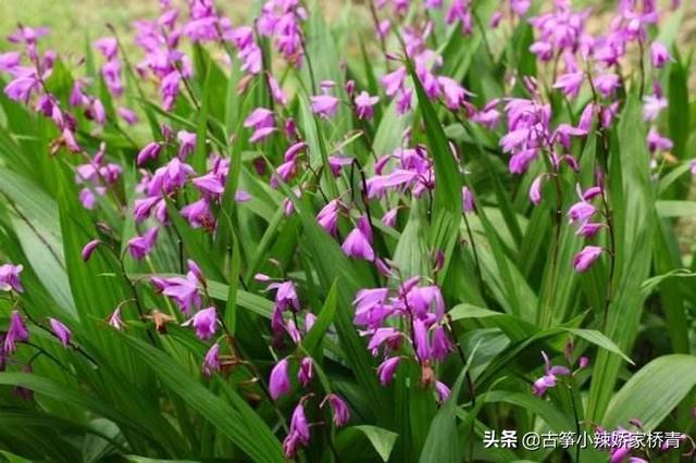 白紫兰花藤:白芨种植有哪些需要考虑的因素？
