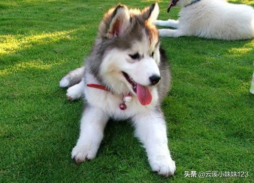 雪橇犬哈士奇:哈士奇为什么可以当搜救犬？