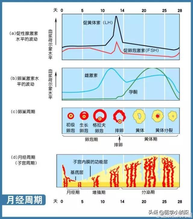 月经来之前的几天会兴奋吗 头条问答