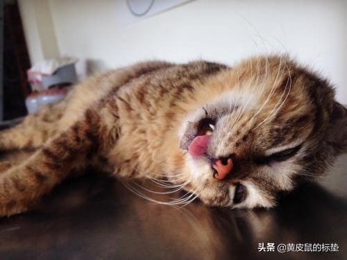 怎么确定猫认主人了咕噜咕噜:猫咪愿意待在主人哪些部位，说明信任你和爱你？