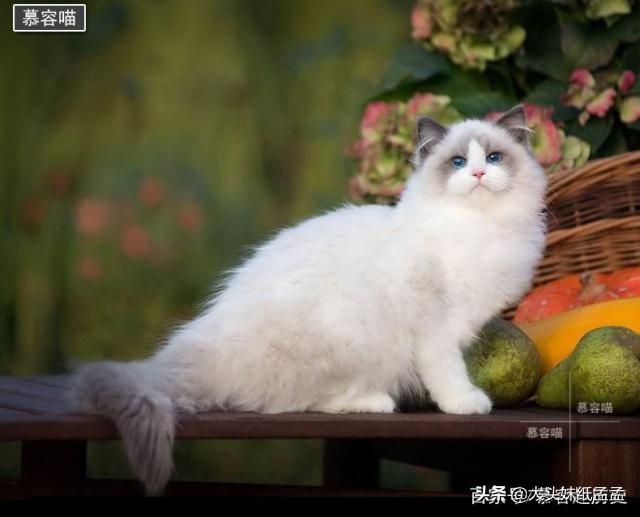 宠儿香猫咪营养膏:哪个牌子的幼猫营养膏好？