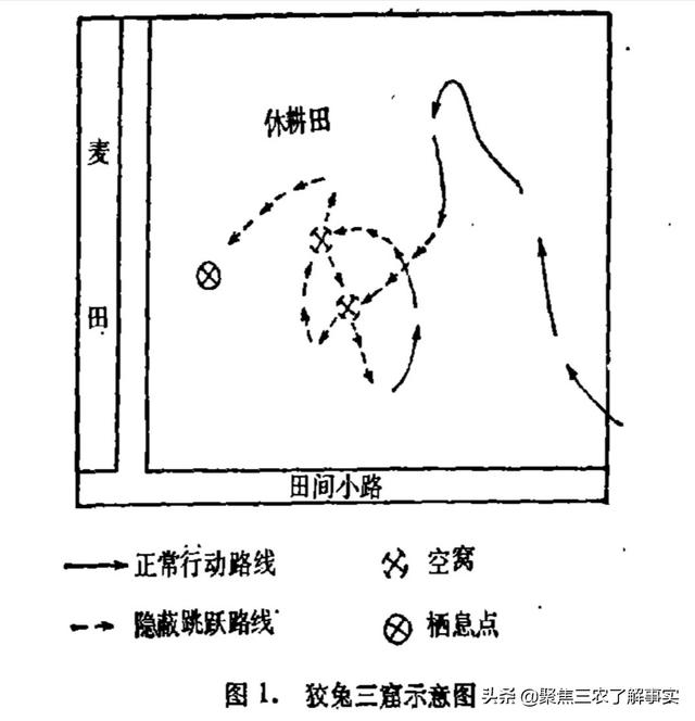 公羊兔与比利时兔杂交:公羊兔与比利时兔杂交结果怎么样 有人说人工养殖的野兔，不是真正的野兔，这是为什么？