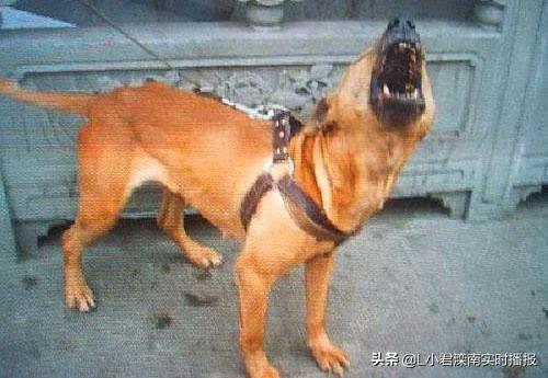 世界最凶名犬介绍图:世界最凶名犬排名前10 排名前100最忠诚最凶猛最护主的狗是那些？