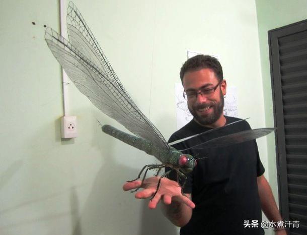 蛇蜻蜓:蜻蜓生活在高氧环境下，能不能长成史前蜻蜓那么巨大？