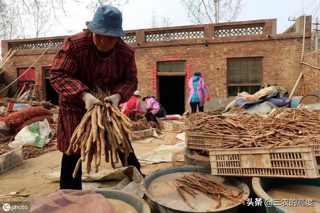 山药(淮山)是如何繁殖的，都有哪些繁殖方法？