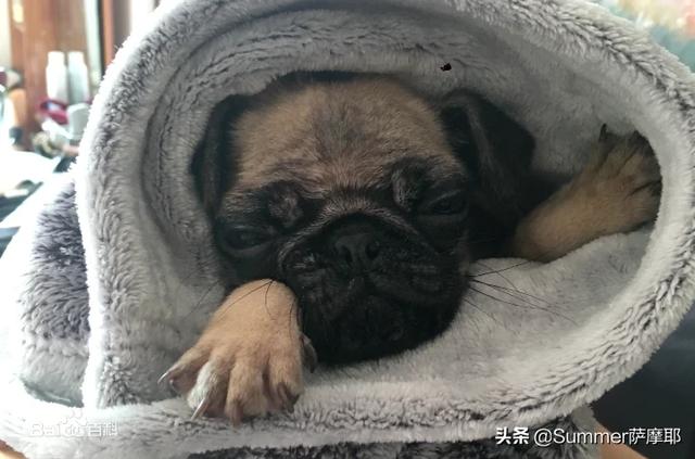 成都巴哥犬吧:比起法斗犬，感觉更多人喜欢饲养巴哥犬，为什么呢？