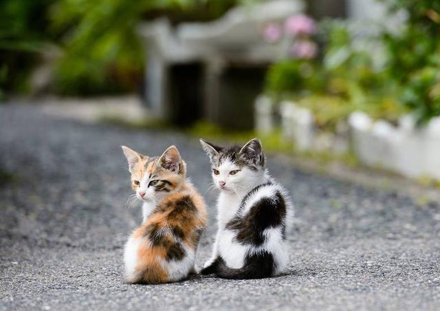狸花猫:你知道哪些关于狸花猫的冷知识？