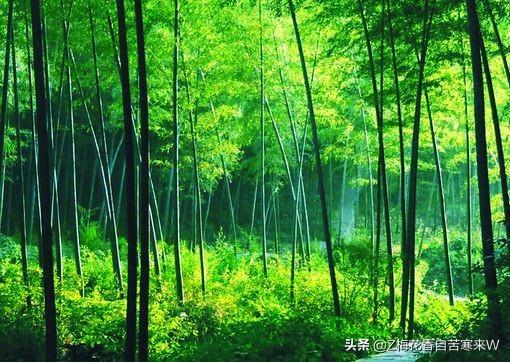 梅兰竹菊的象征意义:古代文人墨客，为什么喜欢用梅兰竹菊来做自己作品的隐喻？