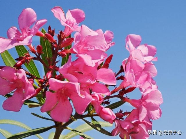 头条问答 - 柳桃有几种颜色花适合家养吗?(17个回答)