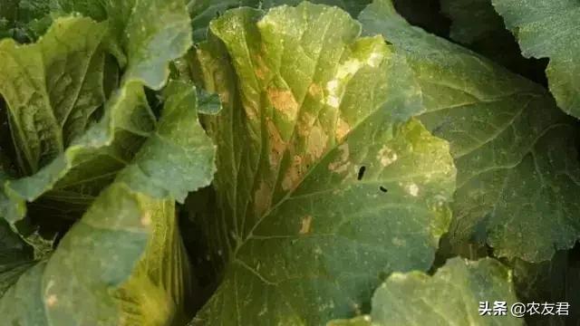 头条问答 种植大白菜 如何防治霜霉病 27个回答