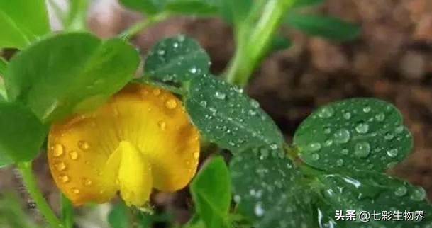 花生黑蚜虫怎么防治:花生蚜虫危害后，花生根部黑影响花生产量吗？