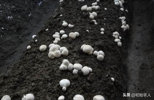 茅草菌怎么做好吃，如何利用山上茅草种植食用菌？