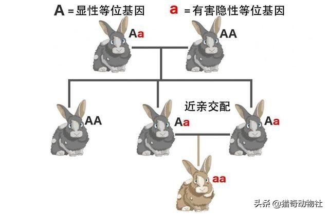 动物交配图:动物是怎样避免近亲结婚交配的？