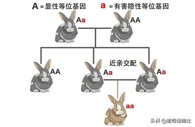 动物怎么交配，动物是怎样避免近亲结婚交配的