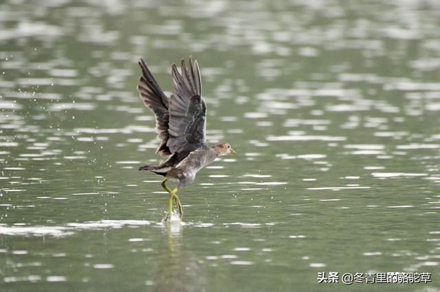 下鸟啦网:花大价钱买赛鸽天落鸟值得吗？
