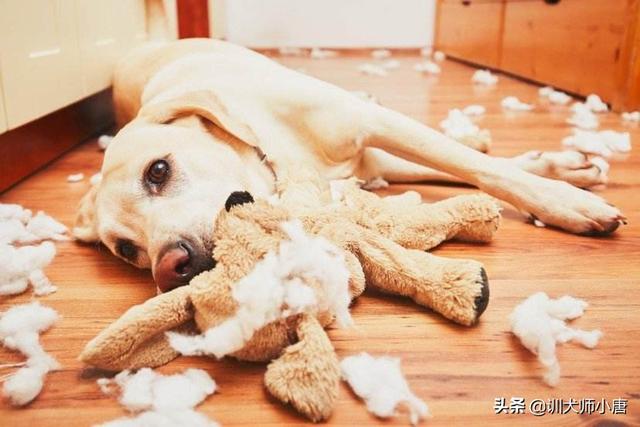 狗狗护食物:两岁的狗狗护食护的厉害，应该怎样纠正？