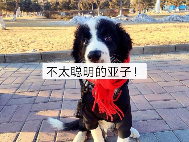 中国田园守望犬:做不了军警犬的犬种有哪些？