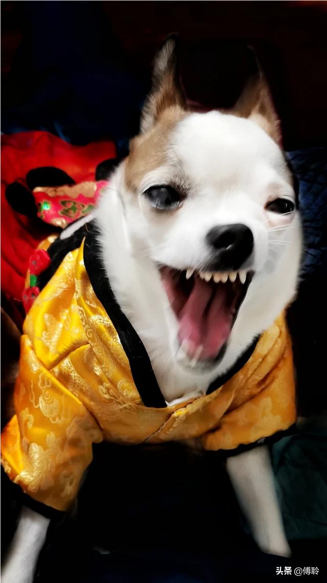 和可蒙犬相似的狗:有哪些品种的狗狗是外表和性格是不一致的呢？