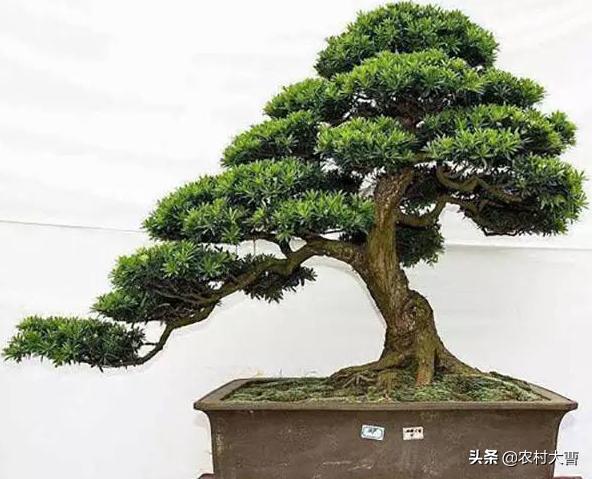 盆景五大流派:什么是岭南派盆景？岭南派盆景的艺术特色是什么？
