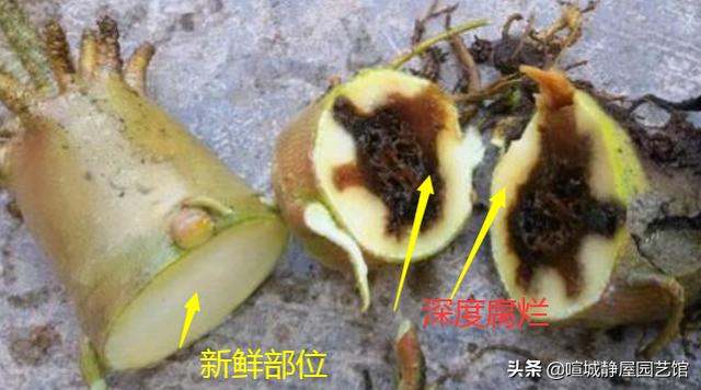 沙漠玫瑰软腐病:多肉沙漠玫瑰腐烂，除了切断扦插，还有什么办法？