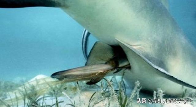 鲨鱼的繁殖方式，是不是鲨鱼生孩子母亲必死