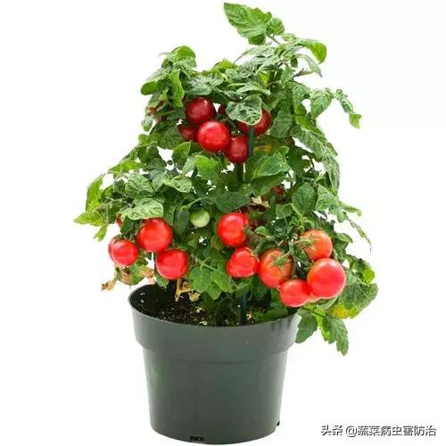 盆栽樱桃番茄种植方法:室内可以种植西红柿吗？用花盆可以吗？