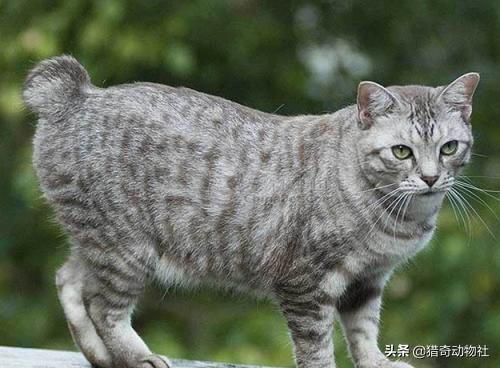美国短毛猫图片:英短、美短、暹罗的区别是什么？
