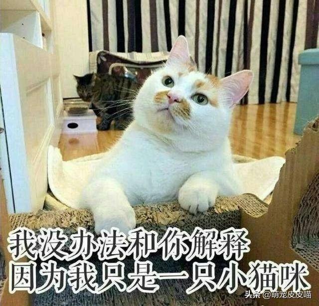 猫狗大战:成年狞猫是否打得过一只比特犬？为什么？