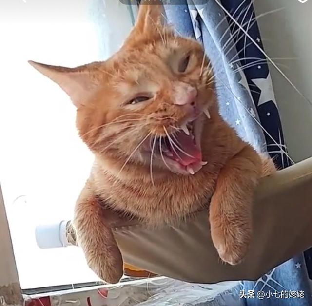 当猫爱上狗在哪里看:喜欢猫狗的女生有什么共性？ 当狗爱上猫在线观看