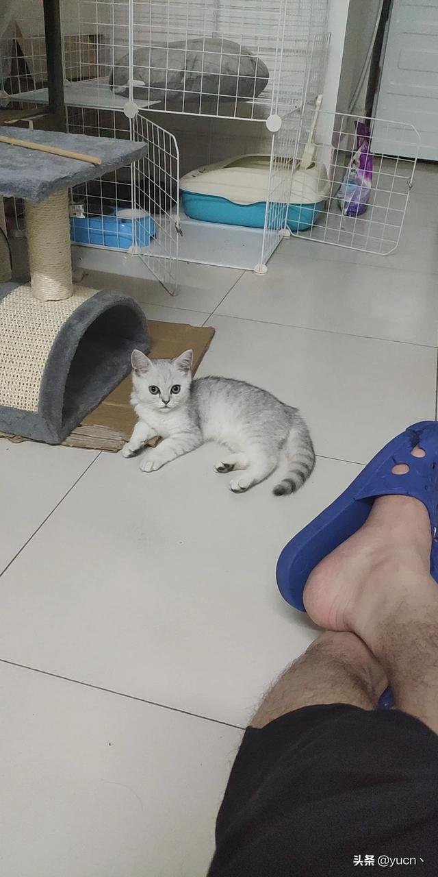 好主人宠物食品:一个人生活养什么宠物比较好？